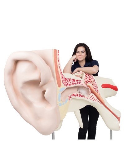 World's Largest Ear Model, 15 times full-size, 3 part